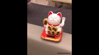 Cute Cat Video Funny Videos Funnyminded