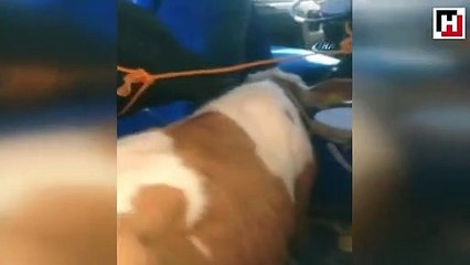 Durdurulan minibüsün içinden 5 büyükbaş kurbanlık çıktı