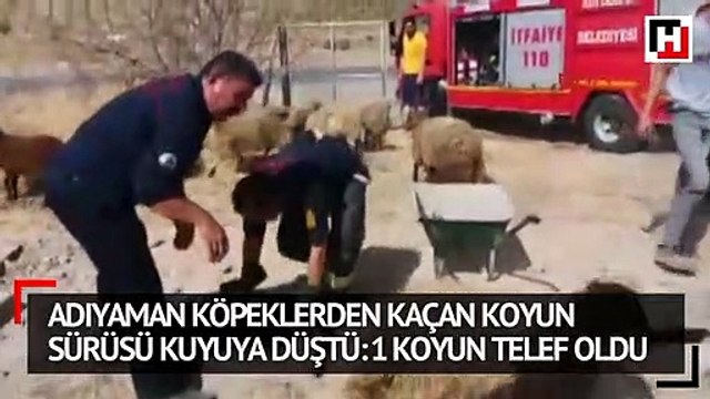 Köpeklerden kaçan koyun sürüsü kuyuya düştü 1 koyun telef oldu