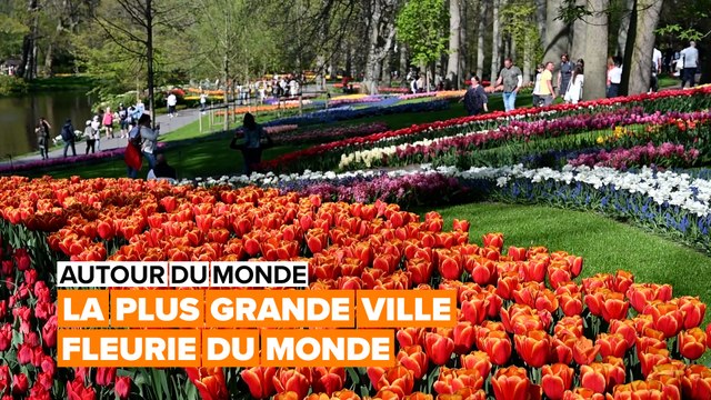 Voyage au cœur de la région des bulbes à fleurs