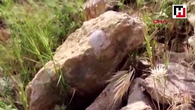 Adıyamanlı çoban 85 milyon yıllık fosil buldu