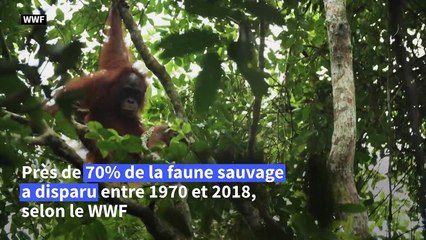 Nature: près de 70% de la faune sauvage a disparu depuis 1970, selon le WWF