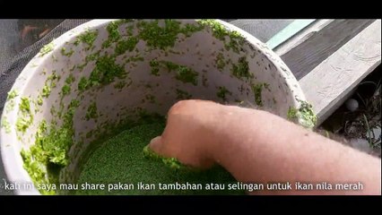 Pakan Tambahan Untuk Ikan Nila