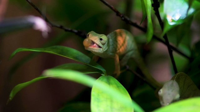 Parson's chameleons hatched at Chester Zoo are the first of their kind in the UK