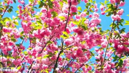 Musique printanièreMusique délicate, apaise le système nerveux et plaît à l'âmeexcellente musique