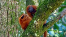 Neuer WWF-Bericht: Schlechte Nachrichten für Gorilla und Co.