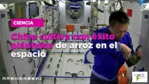China cultiva con éxito plántulas de arroz en el espacio