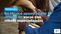 En México apuestan por la ordeña de vacas con robots especializados