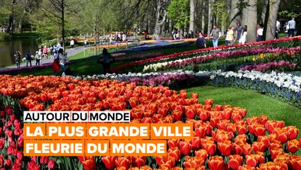 Voyage au cœur de la région des bulbes à fleurs