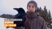 Mijn beste vriend: kraai