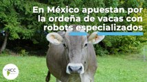 En México apuestan por la ordeña de vacas con robots especializados | 490 | 17 al 23 de Octubre 2022