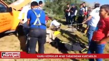 Kuyuya düştükten sonra burada 8 yavru yapan köpek, Afad tarafından kurtarıldı