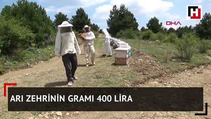 Arı zehrinin gramı 400 lira