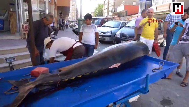 Saros Körfezi'nde dev granyöz balıkçı ağlarına takıldı