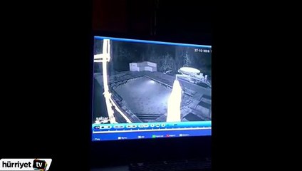 Timsah havuza atlayıp yüzenlere saldırdı