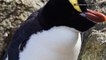 These Endangered Penguins Abandon One of Only Two Eggs They Lay Each Year, Here’s Why
