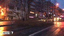 Şiddetli lodos İstanbul'da ağaç devirdi
