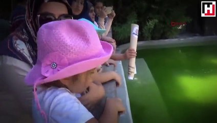 Afrika penguenleri ilgi odağı oldu