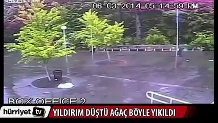Yıldırım düştü, dev ağaç yerle bir oldu