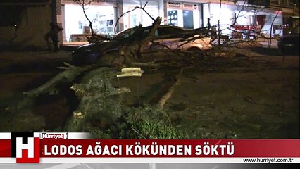 TOKAT'TA LODOS AĞACI KÖKÜNDEN SÖKTÜ