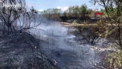 Zonguldak'ta fıstık çamı ağaçlandırma alanında yangın