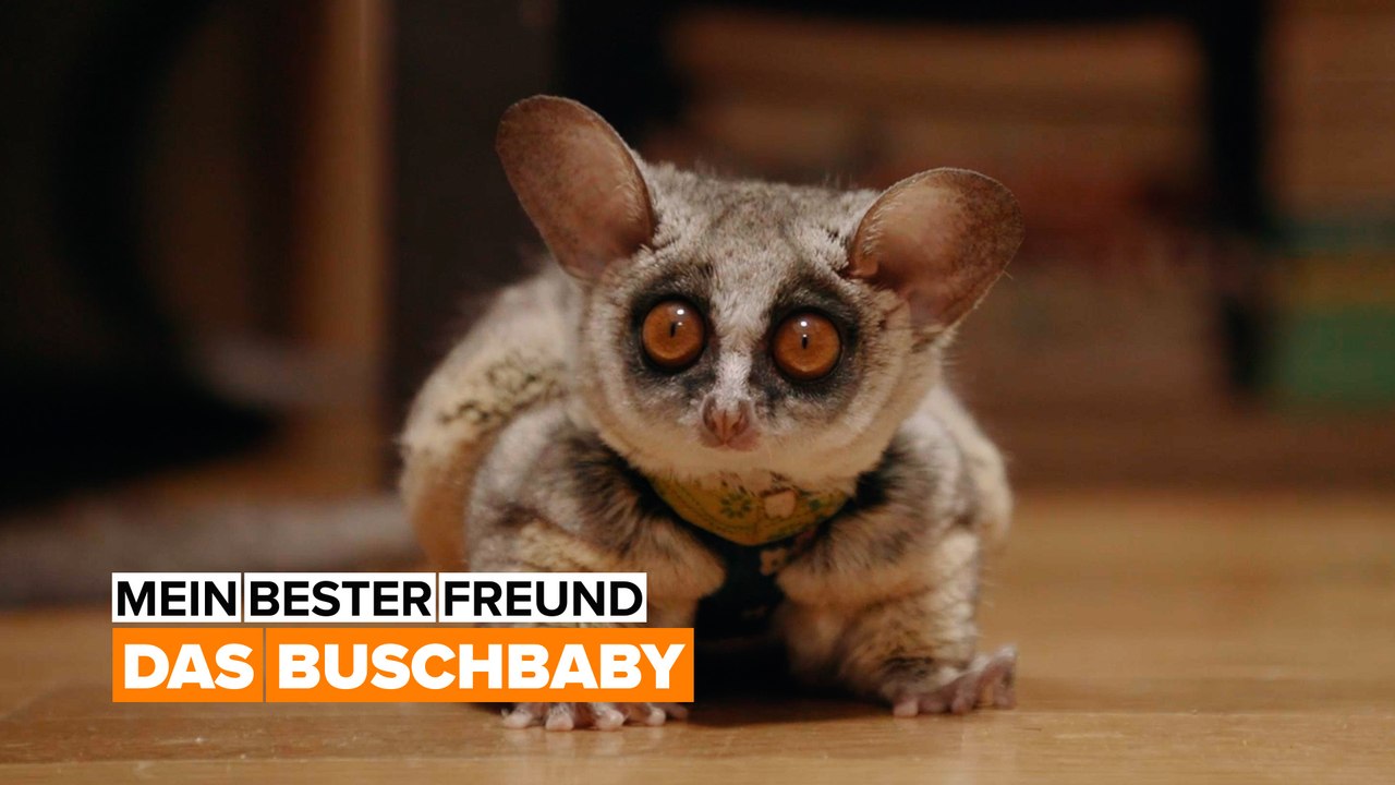 Galagos, die putzigsten aller Haustiere