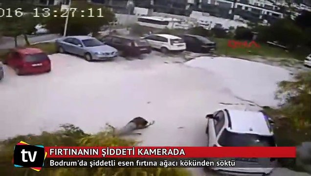 Fırtına ağacı kökünden söktü o anlar güvenlik kamerasında