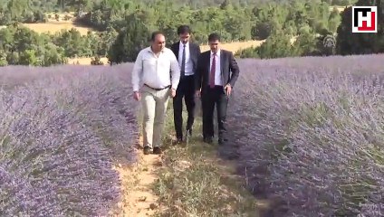 Lavanta diyarı "İdris köyü" turizme açılacak