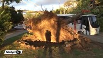 Kuzguncuk'ta kökünden sökülen ağaç devrildi