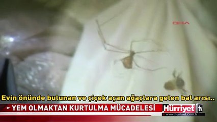 ÖRÜMCEĞİN AĞINA TAKILAN ARI'NIN KURTULMA MÜCADELESİ