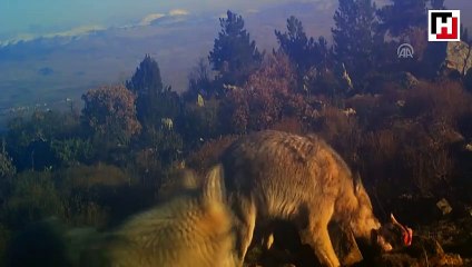 Yaban hayatında "av mesaisi" fotokapana yansıdı