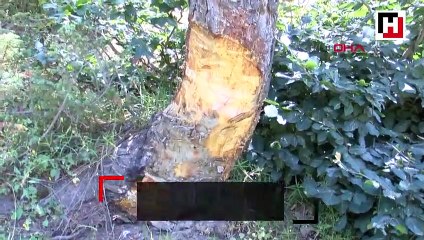 Yayladaki çam ağaçlarının oyulması tepki çekti