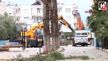 65 yıllık çamlar 'öğrencilerde alerji yapıyor' diye kesildi