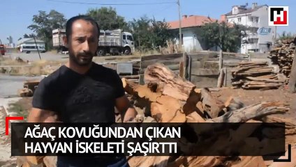 Ağaç kovuğundan çıkan hayvan iskeleti şaşırttı