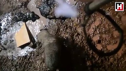 Lağım çukuruna düşen yavrusunun kurtarılmasını böyle bekledi
