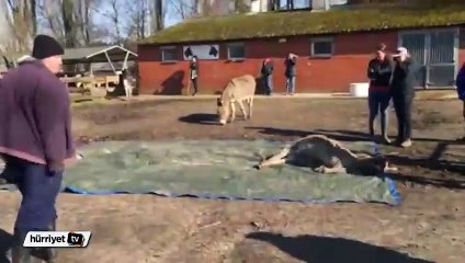 Eşekler ölen arkadaşlarının başında ağladı