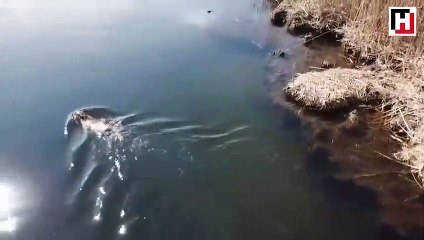 Esrarengiz fareler Ağrı Dağı'nı sevdi
