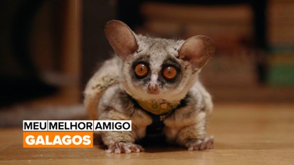 Meu Melhor Amigo: Galagos