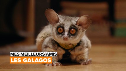 Le galago, le meilleur des animaux de compagnie
