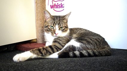 A Yawning Little Cat