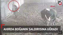 Ahırda boğanın saldırısına uğradı! O anlar kamerada