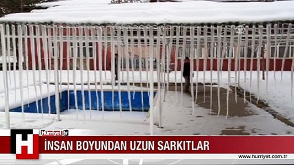 İNSAN BOYUNDAN UZUN SARKITLAR KORKUTUYOR