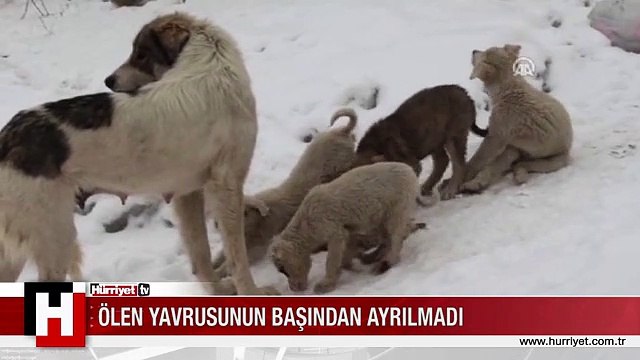 DONARAK ÖLEN YAVRUSUNUN BAŞINDAN AYRILMADI