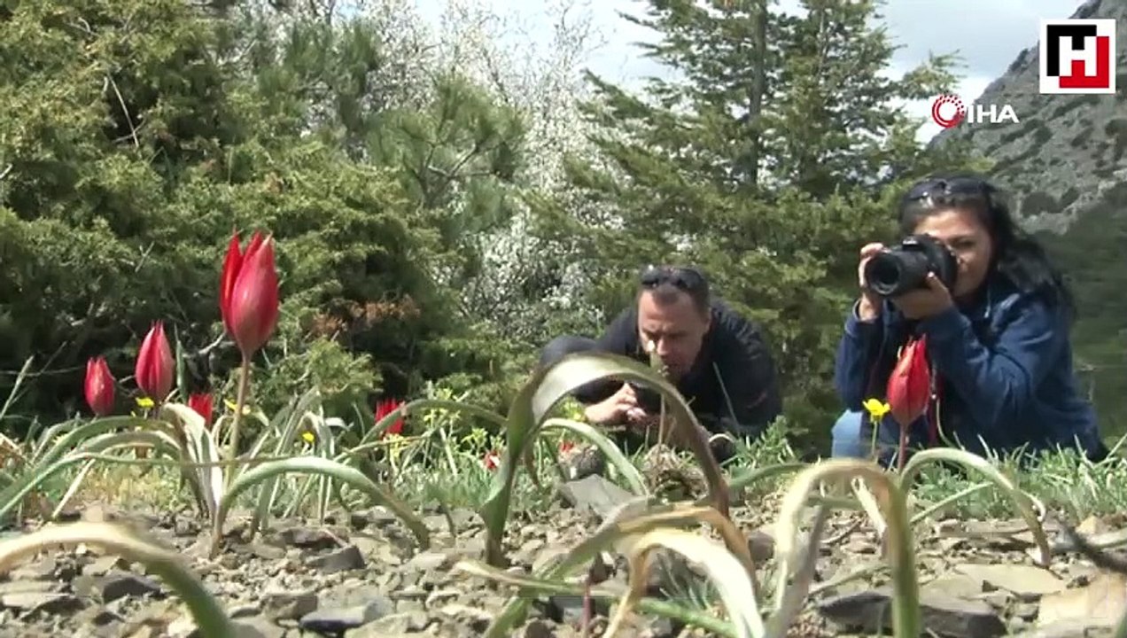 'Manisa Lalesi'ni koparana 60 bin TL ceza