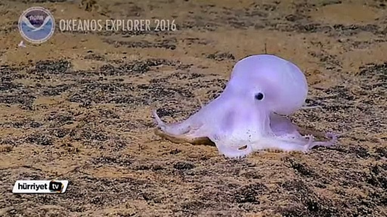 Adını 'Casper' koydular