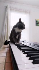 Ce maitre accompagne son chat au piano... adorable