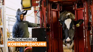 Rond de wereld: Pedicure voor je koe
