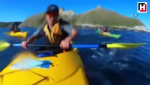 Yeni Zelanda'da fok balığının şok hareketi