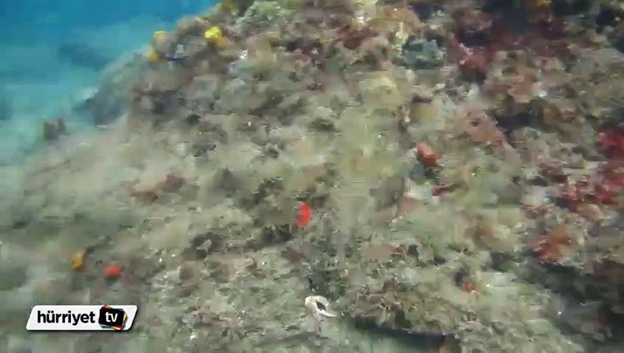 Ahtapotun inanılmaz kamuflaj yeteneği