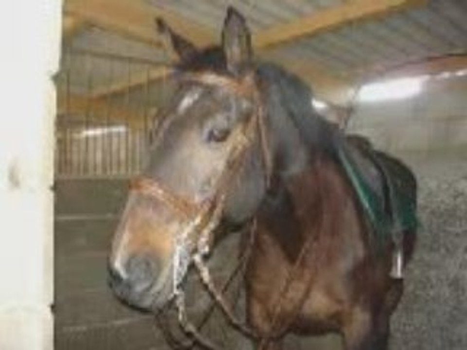 les plus beau du centre equestres